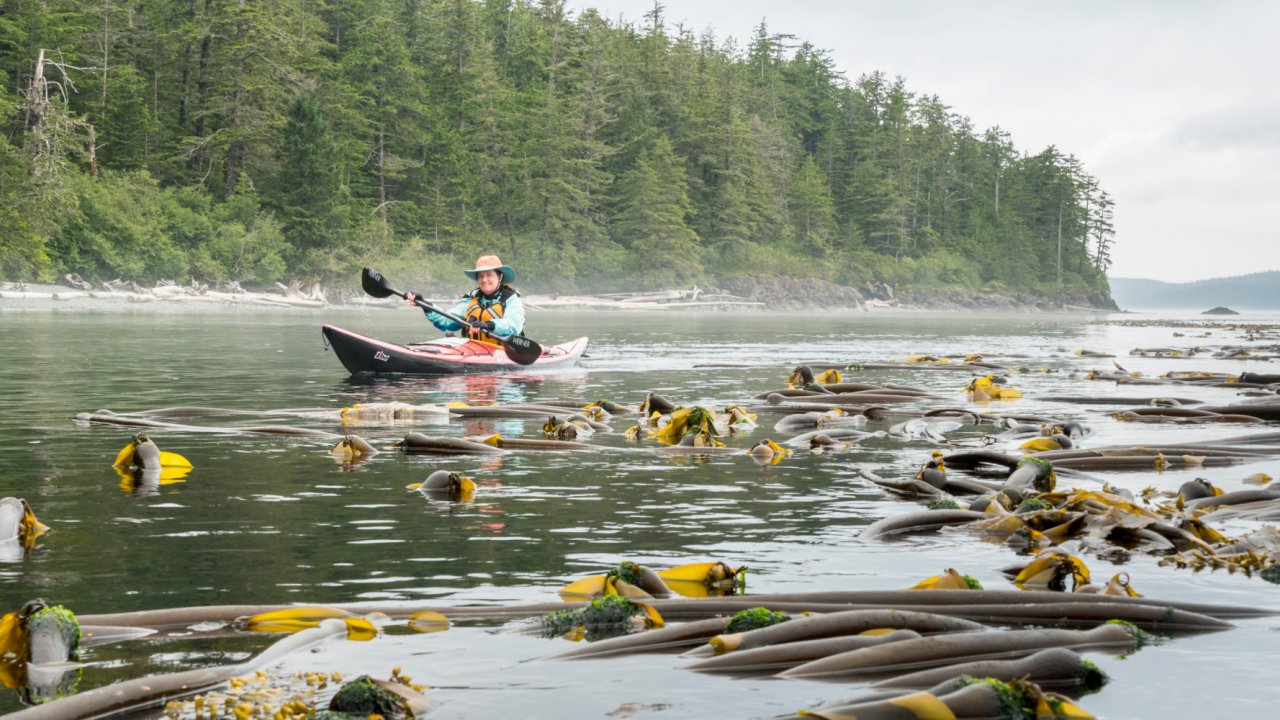 woman in sea kayak with bull kelp in water