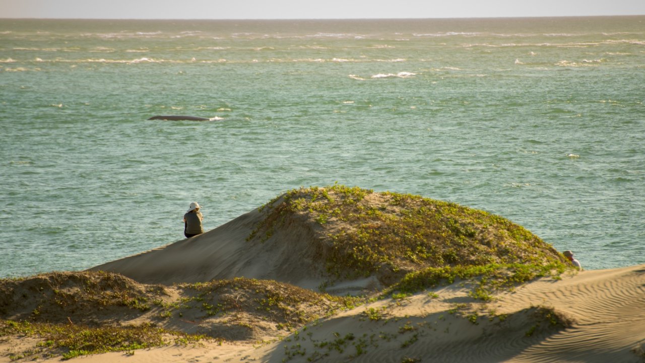 A woman sitting on the beach in Magdalena Bay watching a gray whale surface in the ocean off of Baja, California.