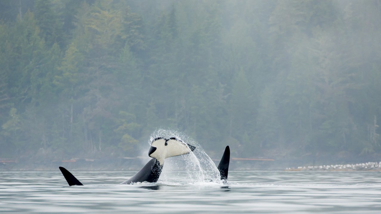 tail of a northern resident orca
