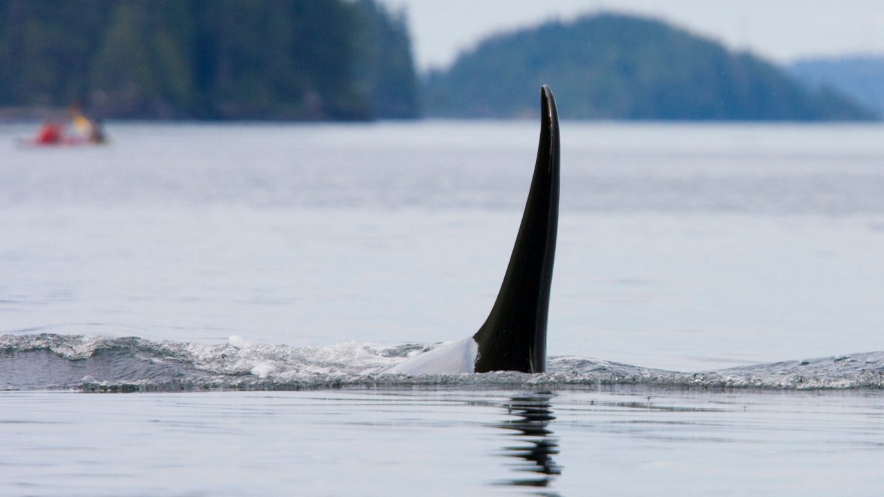 male orca swimming near sea kayakers