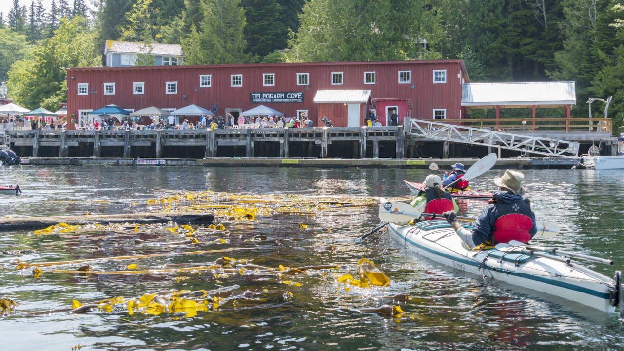 Colorful kayaks lined up for a Quadra Island kayaking tour, a popular one day kayaking trip in Canada.