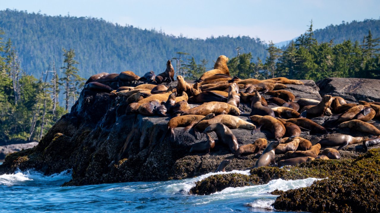 sea lions laying on large rock