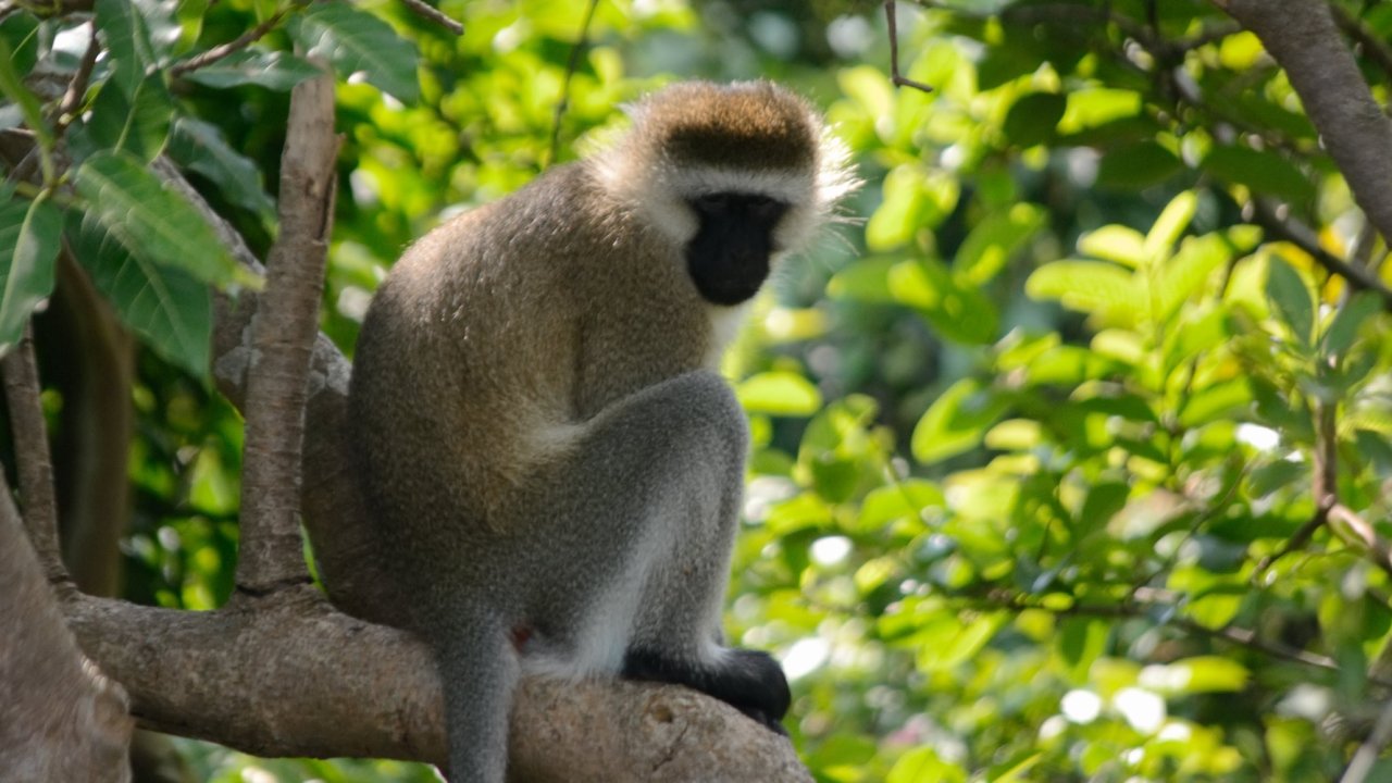Monkey perched on a tree branch in a lush green forest in Rwanda.