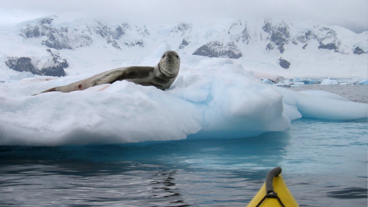 sea kayak in water in front of sea in antarctica