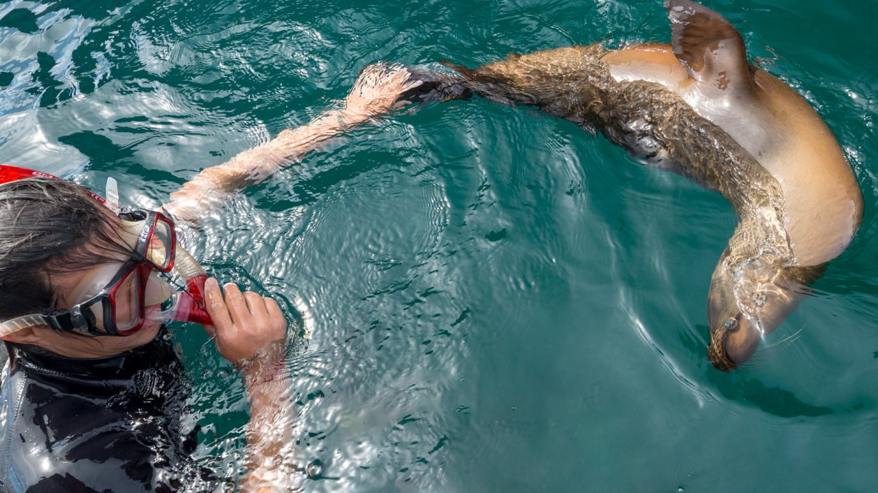 woman snorkeling with sea lion