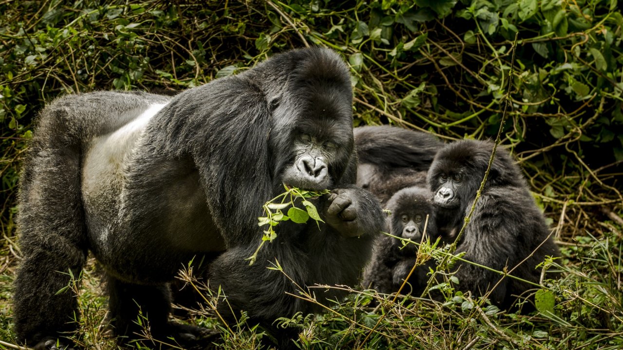 Silverback mountain gorilla with family members resting and feeding in dense forest in Rwanda.