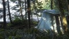 Canvis basecamp style tent set up among trees on a rocky beach off the coast of Vancouver Island