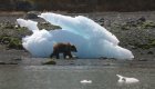Alaskan grizzly bear walking past a large ice block
