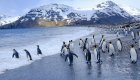 penguins in antarctica