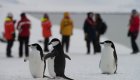 chin strap penguins in antarctica