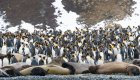 wildlife in Antarctica