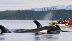 Two orca whales swim past a group of sea kayakers in British Columbia