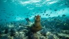 sea lion in ocean water