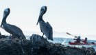 Two brown pelicans in front of a sea kayaker in the Sea of Cortez