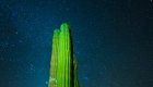 cactus in front of stary sky in baja