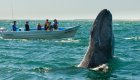 Gray whale breaching for a motorboat of people on a whale watching tour in the background