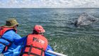 Two people watching a gray whale swim towards their panga while on a whale watching tour