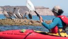 A person in a red sea kayak out of focus while a flock of brown pelicans is in focus on a rock in the distance in Baja California Sur