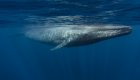 blue whale in the sea of cortez