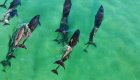 Dolphins swimming through the crystal clear waters of the Sea of Cortez