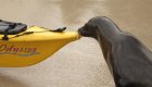 A sea lion on the beach putting its nose to the bow of a yellow sea kayak