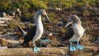blue footed boobies galapagos