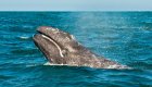Gray whale submerged out of the water in Baja California Sur