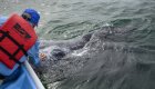 A person in a panga boat reaching out to touch a friendly gray whale in Baja California Sur