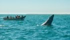 A gray whale breaching the surface of the water with a boat of whale watchers behind it in Baja California Sur