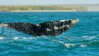 Gray whale tale sticking out of the Pacific Ocean on a sunny day