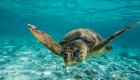 loggerhead sea turtle baja