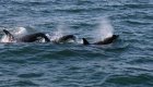 Pod of orca whales breaching out of the water in Alaska 