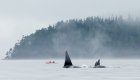 sea kayaks with orcas
