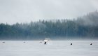 Orca pod in foggy conditions