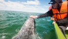 touching a gray whale in san ignacio lagoon