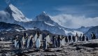 A group of penguins in front of snowy mountains in Antarctica