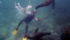 A person in a sleeveless wetsuit and yellow fins snorkeling with two sea lions in the Galapagos Islands