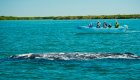 Group of people on a whale watching tour on a boat watching a gray whale surface the water in Baja California Sur