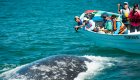 whale watchers photographing gray whale in baja