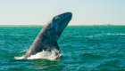 A gray whale breaching in the Pacific Ocean in Baja California Sur