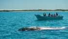 A group of whale watchers in a boat observing a gray whale in Baja California.
