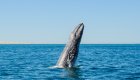A gray whale breeching out of the water near San Ignacio Lagoon in Baja, Mexico.