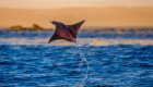 flying manta ray