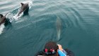 dolphins swimming along with boat in baja