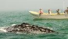 whale watchers in baja