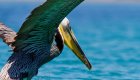 pelican in front of blue water in baja