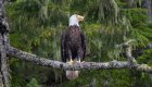 bald eagle sitting on pine tree