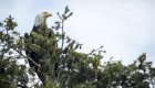 A bald eagle perched high in the trees on Vancouver Island, a common wildlife encounter while on an orca kayaking tour or kayak with orcas trip.