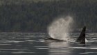An orca surfacing with a spray of mist off Vancouver Island’s coast, a breathtaking highlight of any kayak with orcas experience and orca kayaking tour.