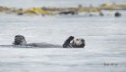 Sea otter floating in kelp forest during a Johnstone Strait kayaking and wildlife viewing tour in Canada.
